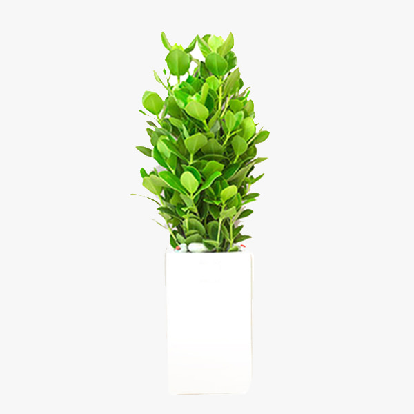 크루시아 B - 키우기쉬운 식물 실내공기정화 승진 축하 화분 영전
